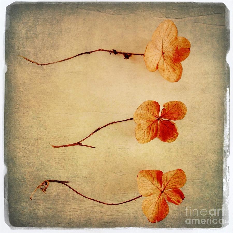 Vintage Photograph - Oak leaf hydrangea by Elena Nosyreva