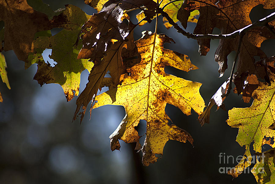 Oak Leaf in Autumn 20121020_38 us Photograph by Tina Hopkins