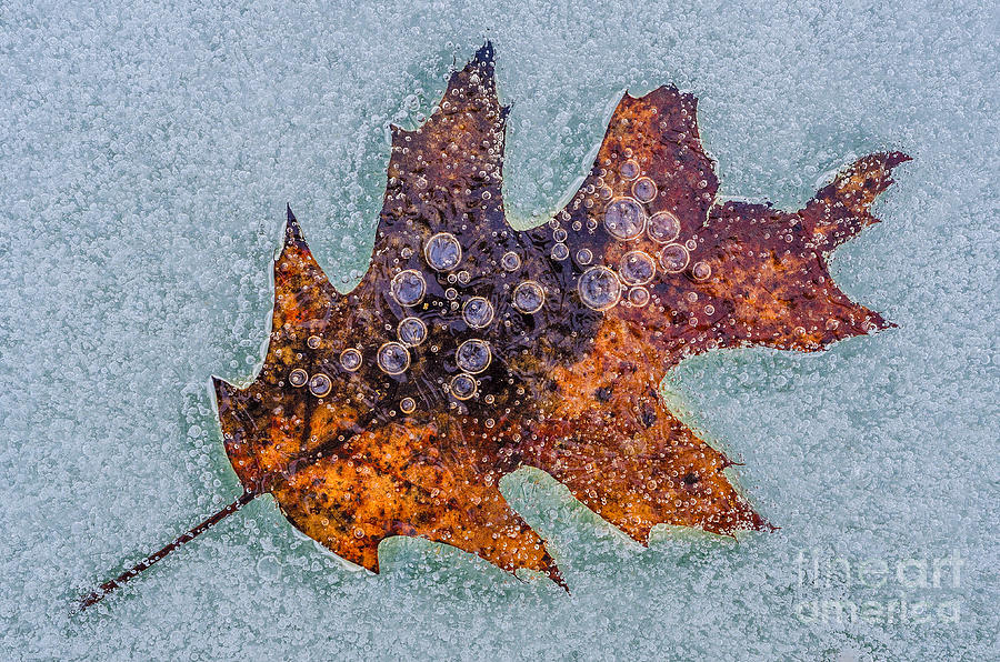 Frozen Oak Photograph