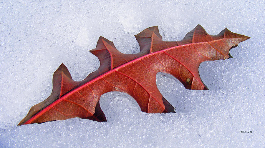 Oak Leaf in the Snow Photograph by Duane McCullough