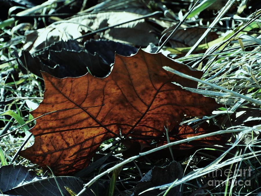 Oak Leaf Photograph by J L Zarek