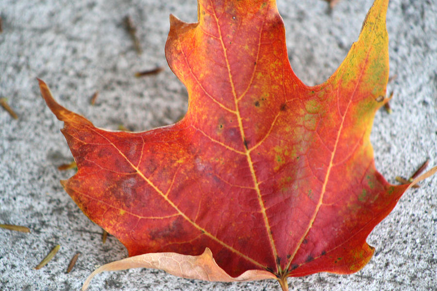 Nature Photograph - Oak Leaf on Concrete by Michele Wilson