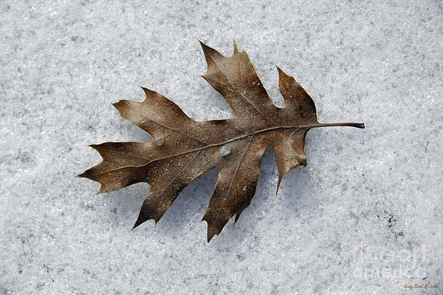 Oak Leaf on Ice Crystals Photograph by Kenny Bosak