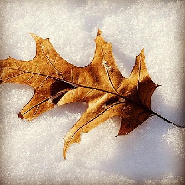 Winter Photograph - Oak Leaf On Snow #leaf #oak #snow by Sharon Wilkinson
