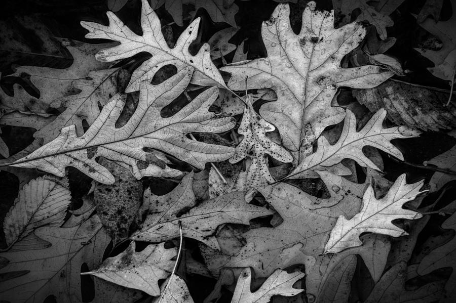 Oak Leaf Patterns Photograph by Randall Nyhof