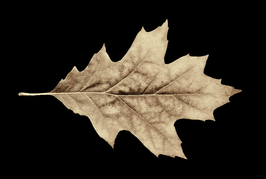 Nature Photograph - Oak Leaf Sepia by Jennie Marie Schell