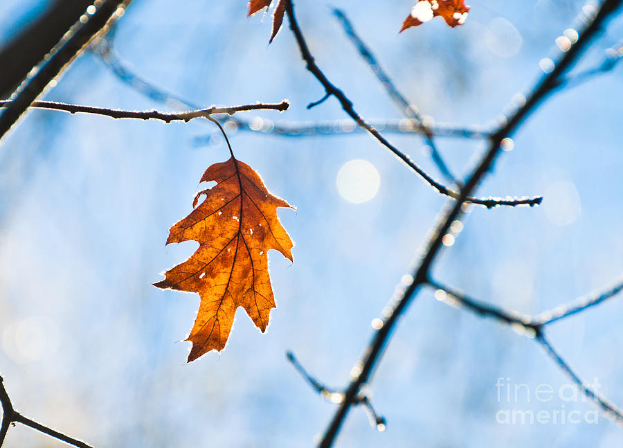 Oak leaf Sparkles Photograph by Cheryl Baxter