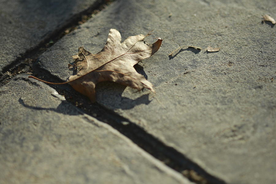 Oak Leaf on Autumn Sidewalk Photograph by Valerie Collins