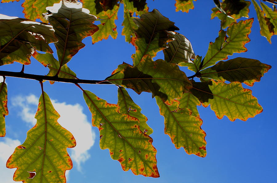 Oak Leaves Agains Sky Photograph by Trent Mallett