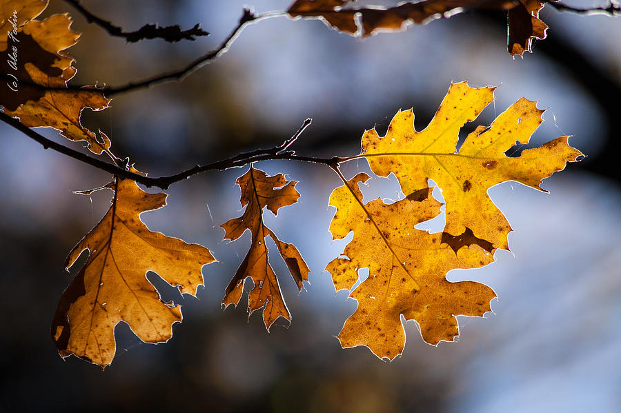 Oak Leaves Photograph by Alexander Fedin
