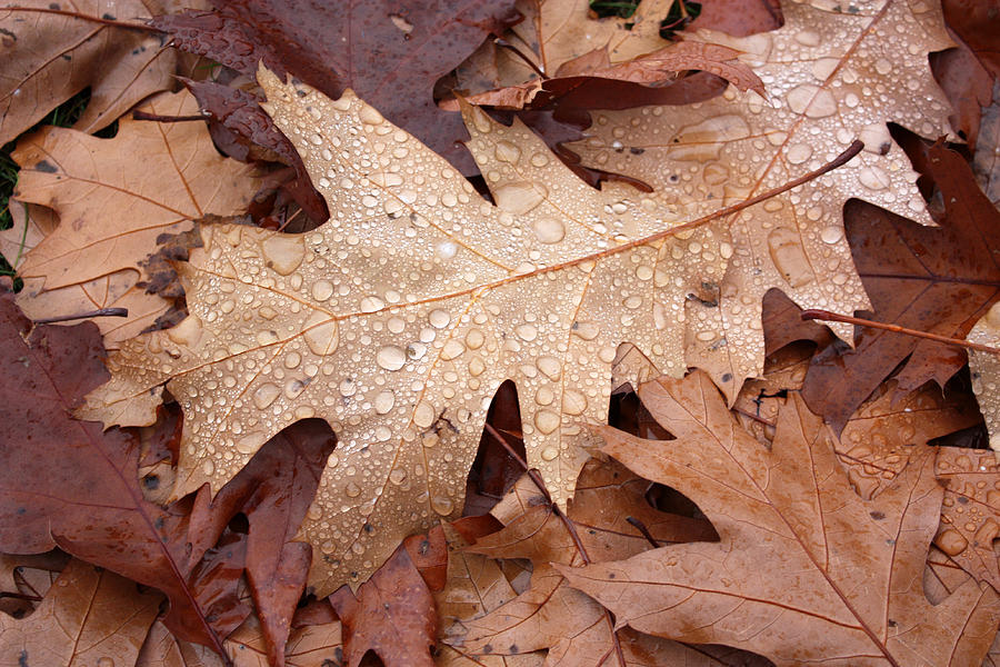 Oak Leaves and Water Drops Photograph by Gerry Bates