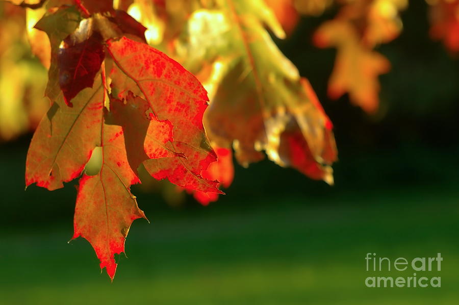 Oak Leaves Photograph by Dariusz Gudowicz