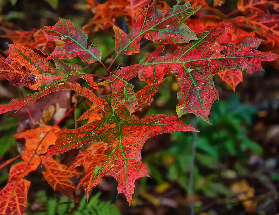 Oak leaves fall Photograph by Flees Photos