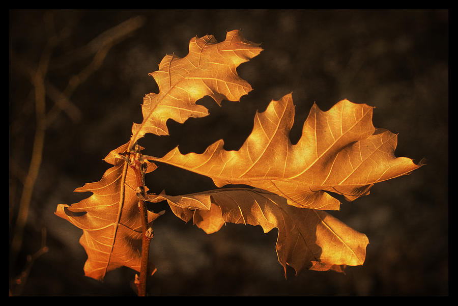 Oak Leaves Photograph by Frank Winters