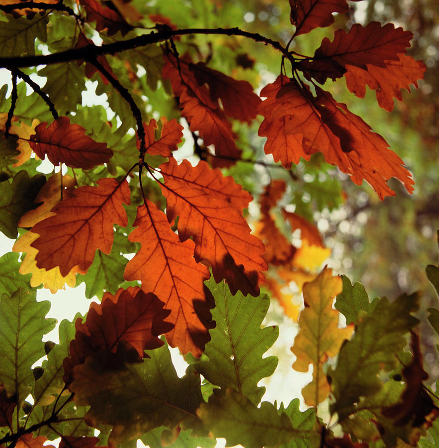 Up Movie Photograph - Oak Leaves In Autumn by Science Photo Library