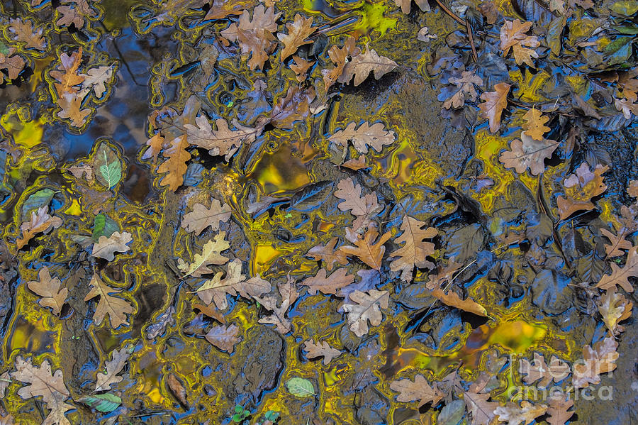 Oak Leaves in Gold Photograph by Marianne Jensen