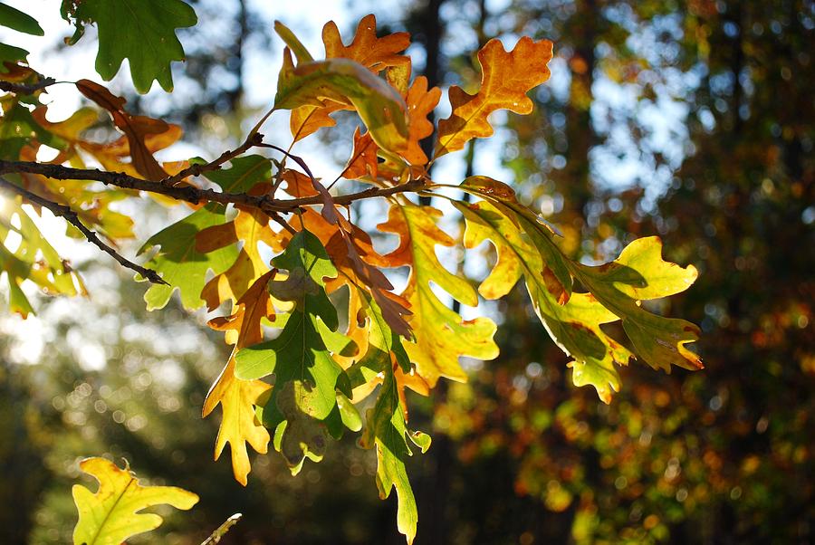 Oak Leaves in Sunlight Photograph by Greni Graph