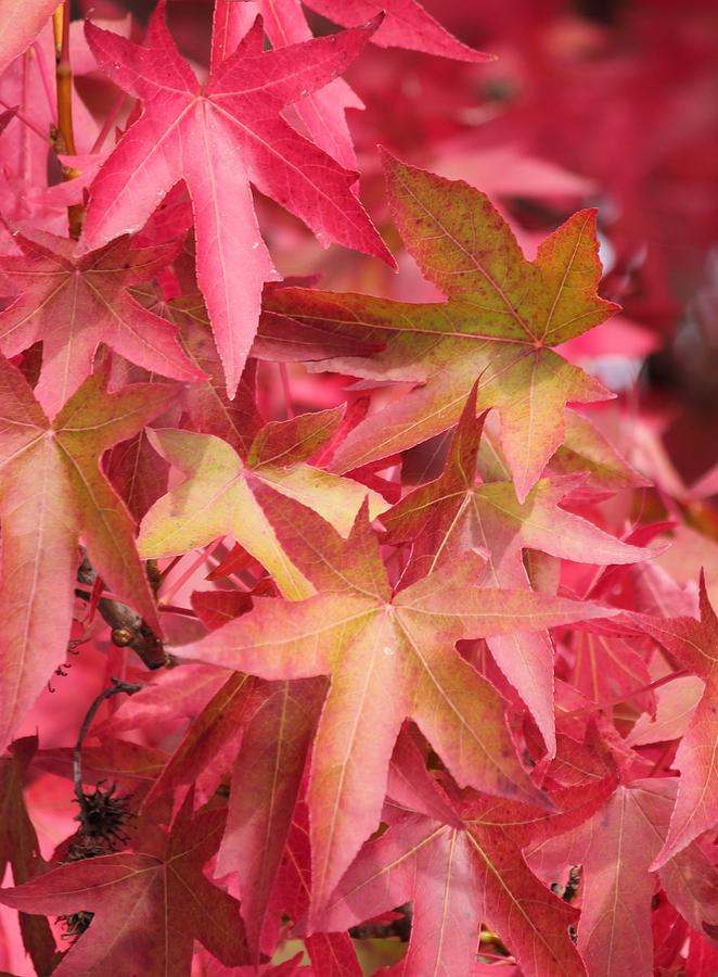Oak Leaves in the Fall Photograph by E Faithe Lester