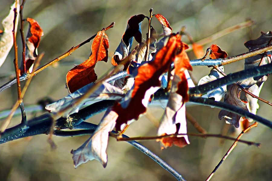 Winter Photograph - Oak Leaves In Winter by Beth Akerman