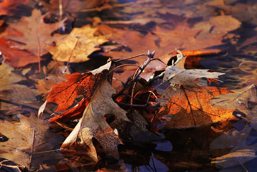 Oak Leaves Photograph by Jim Vance