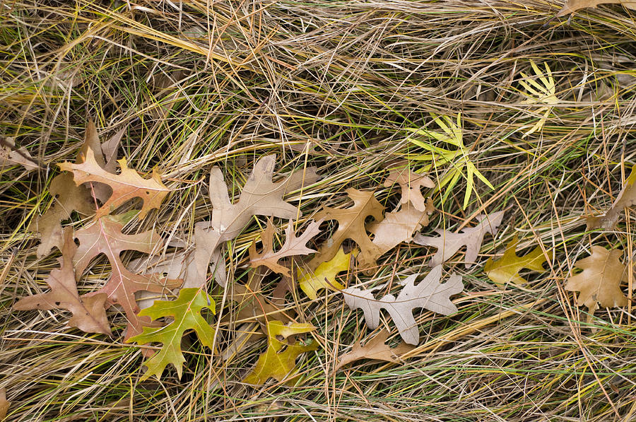 Oak Leaves on Grass Photograph by Lynn Hansen
