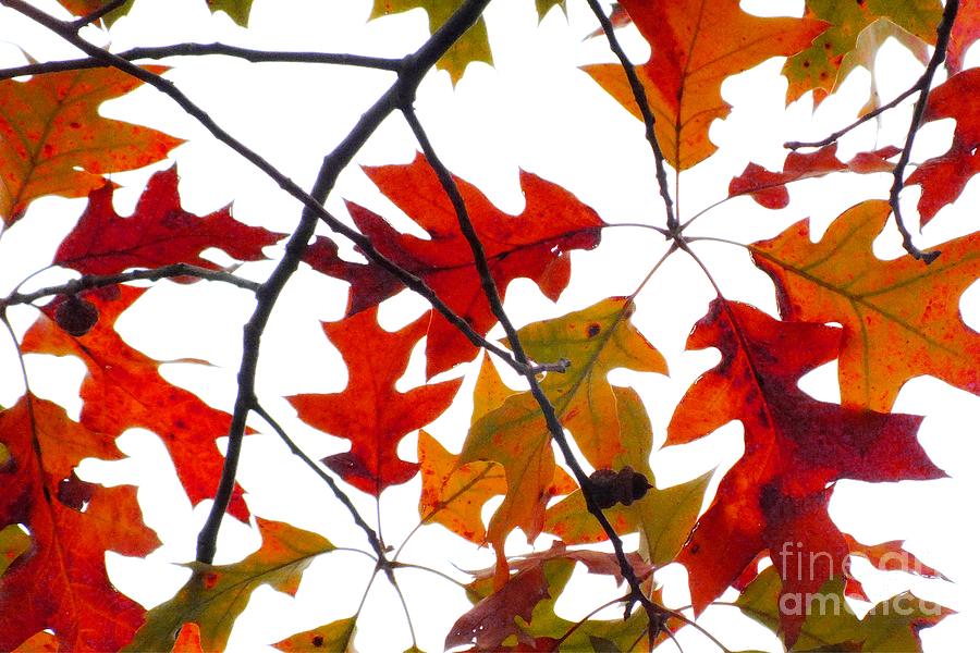 Oak Leaves Photograph by Scott Cameron