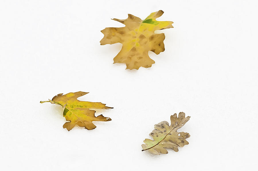 Oak Leaves Photograph by Sherri Meyer