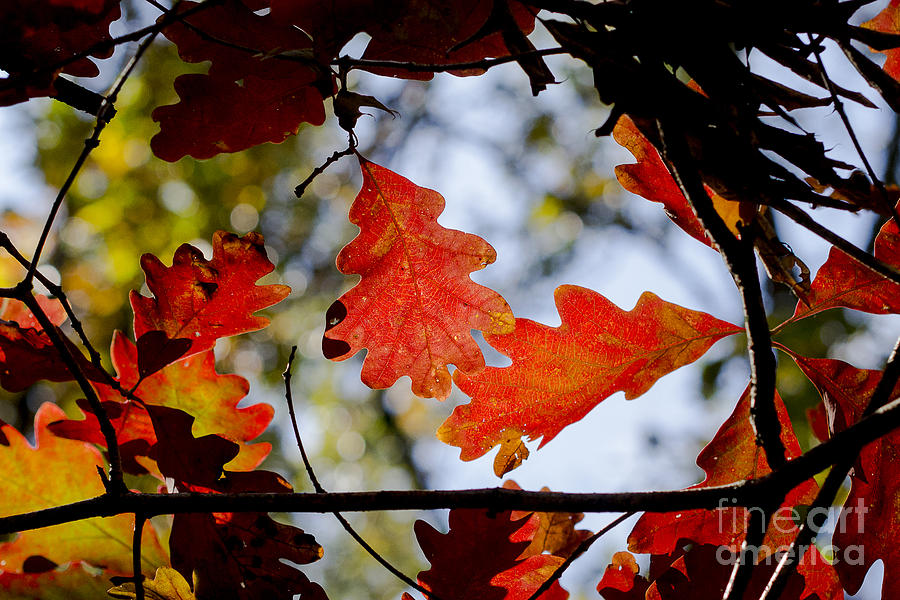 Fall Photograph - Oak leaves by Steven Ralser