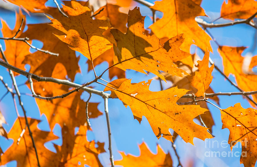 Oak Leaves Up Photograph by Cheryl Baxter