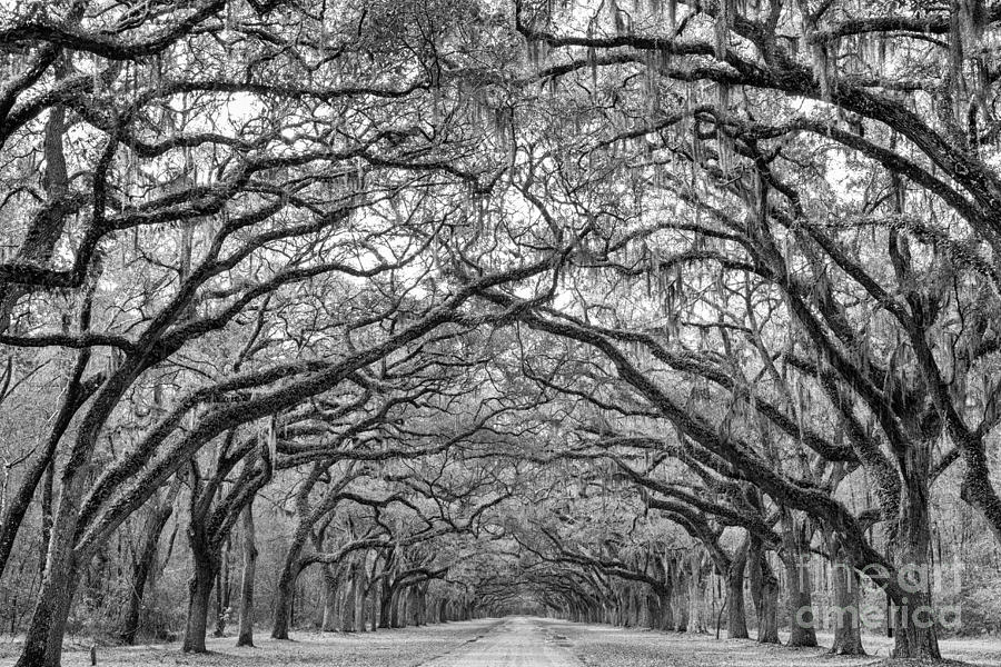 Oak Lined Avenue Wormsloe Plantation Savannah Georgia Photograph by Dawna Moore Photography