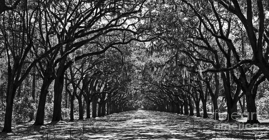 Oak Lined Lane Photograph by Melissa Fae Sherbon