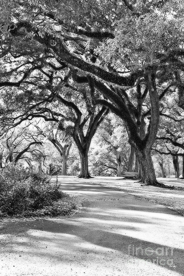 Nature Photograph - Oak Lined Path by Scott Pellegrin