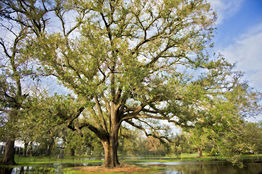 Tree Photograph - Oak of Orleans by Bonnie Barry