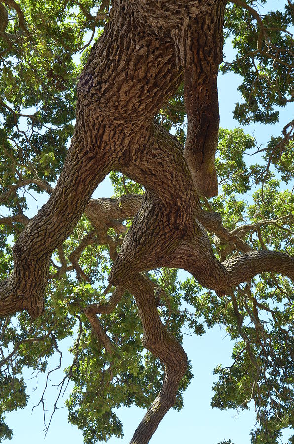 Oak Path Photograph by Sierra Duren - Fine Art America