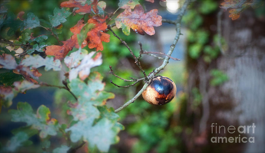 Oak Pod Photograph by Gwyn Newcombe
