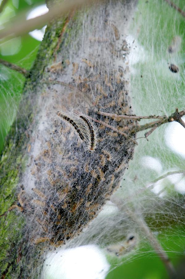 Oak Processionary Caterpillar Nest Photograph by Christophe Vander Eecken/reporters/science