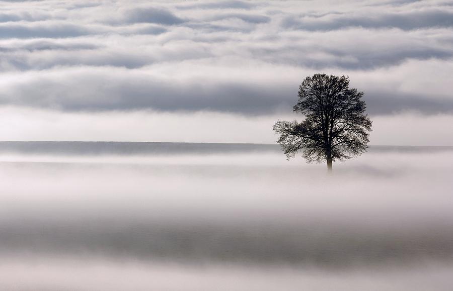 Oak (Quercus robur) tree in fog Photograph by Science Photo Library