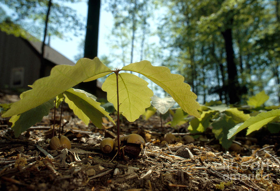 Oak Seedlings Photograph by James L. Amos