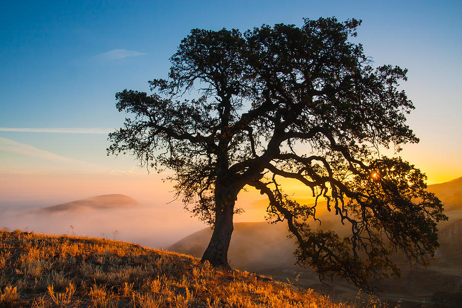 Oak Silhouette At Sunrise Photograph by Marc Crumpler - Pixels