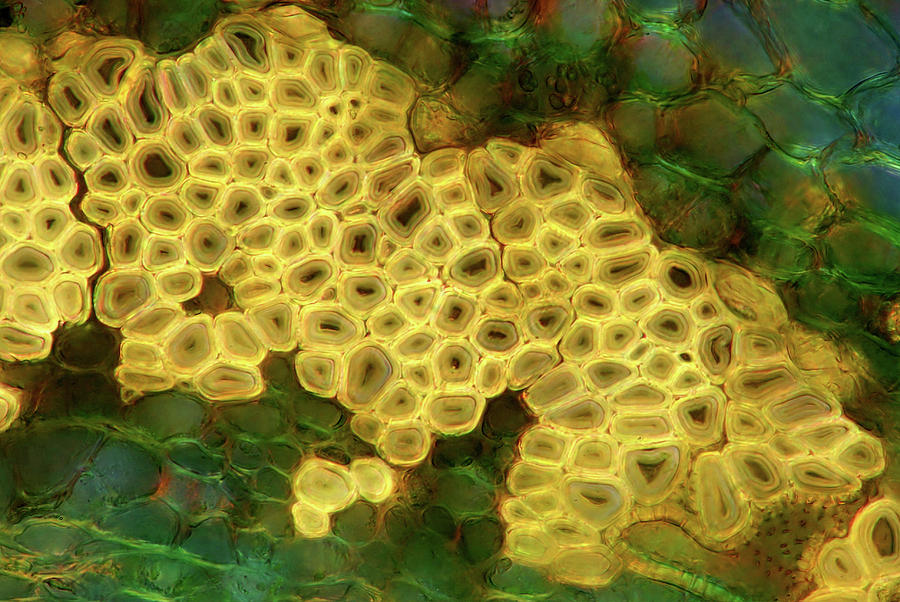 Oak Stem Photograph by Science Photo Library Oak Stem Photograph by Science Photo Library