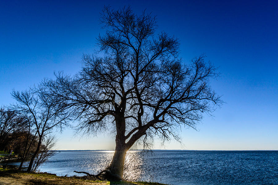 Tree Photograph - Oak Sunrise by Randy Scherkenbach