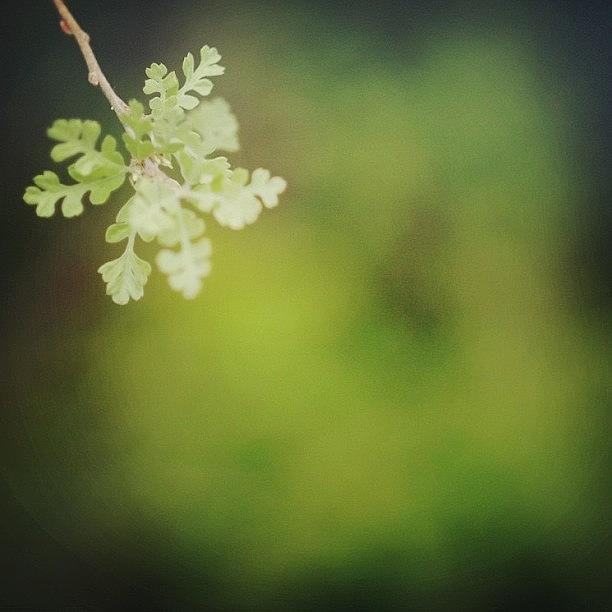 Spring Photograph - Oak by Suzanne Clark