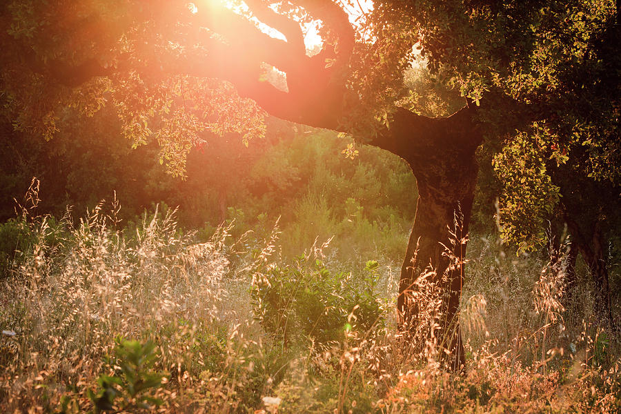 Oak Tree Against Evening Sun Photograph by Aprott