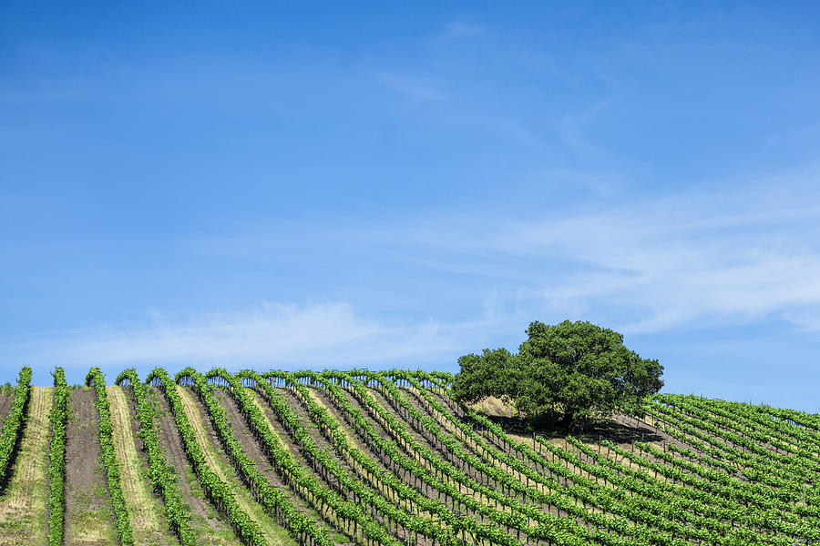 Oak Tree Amid The Grapevines by Priya Ghose Oak Tree Amid The Grapevines by Priya Ghose