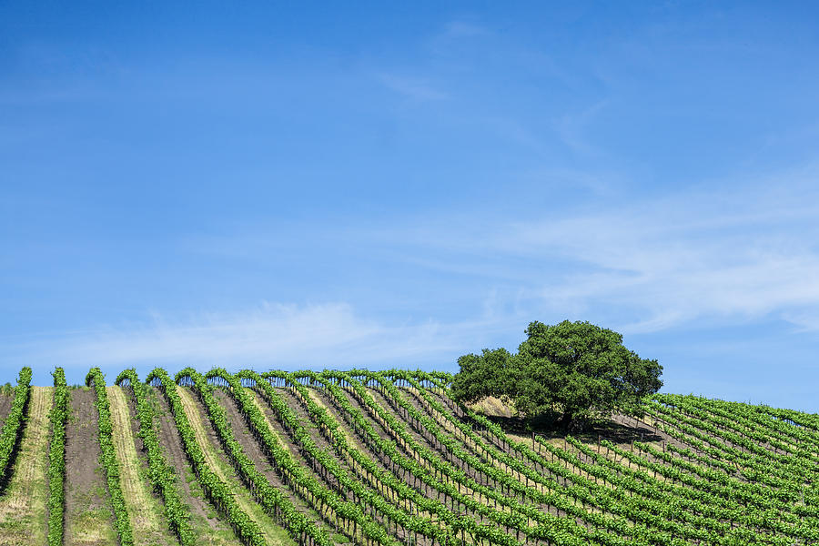 Oak Tree Amid The Grapevines  Photograph by Priya Ghose