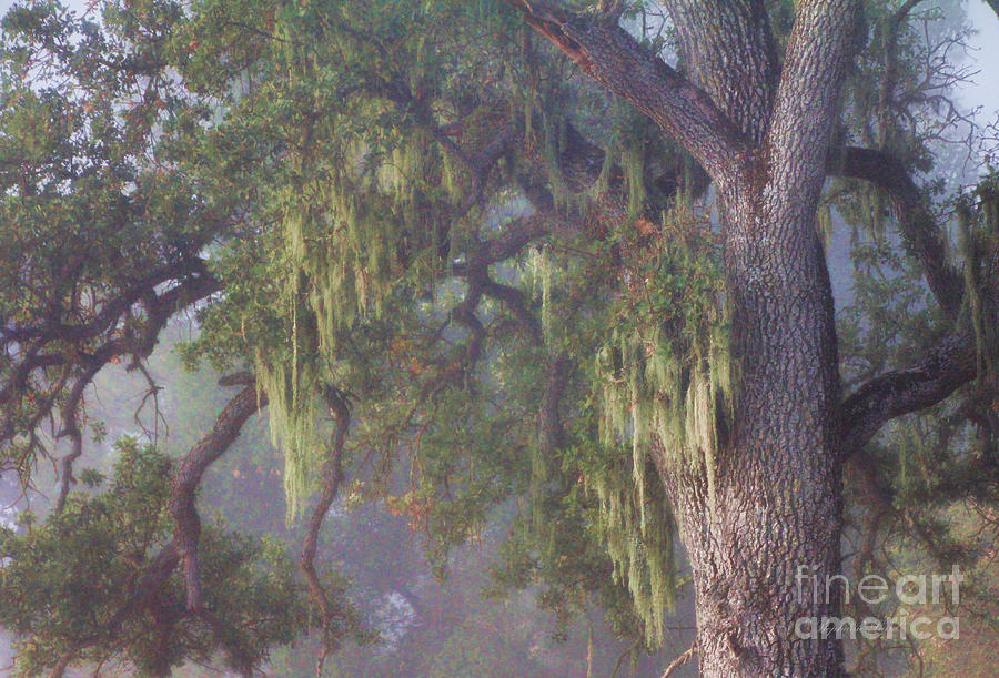 Oak Tree and Spanish Moss in the Mist Photograph by Stephanie Laird