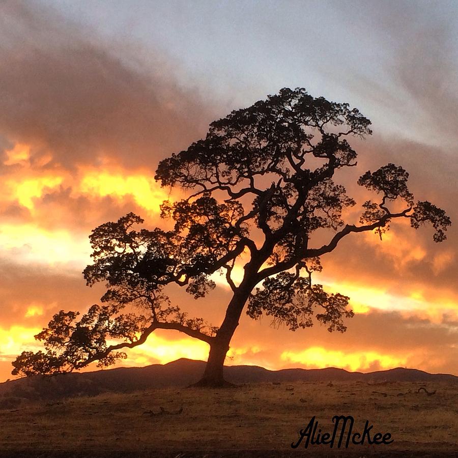 Oak Tree Art Photograph by Alie McKee