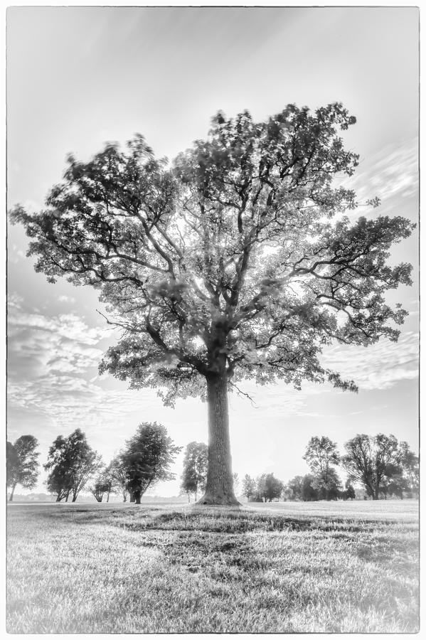 Oak Tree BW Photograph by Jakub Sisak