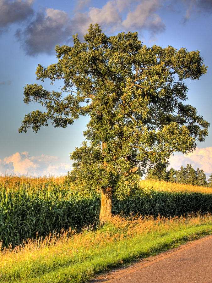 Oak Tree by the Roadside Photograph by Larry Capra