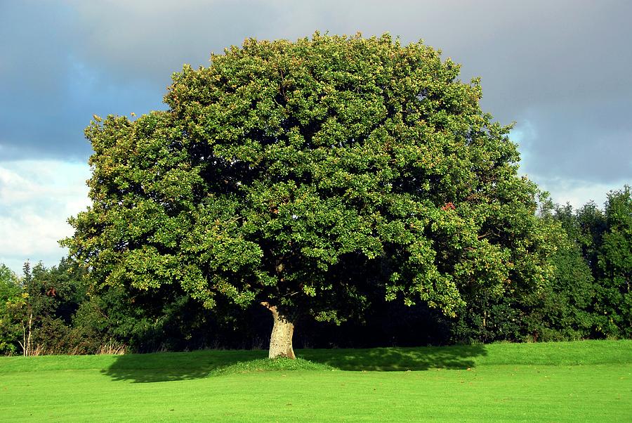 Oak Tree Photograph By Cordelia Molloy Science Photo Library - Fine Art 